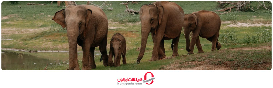 پارک ملی یالا